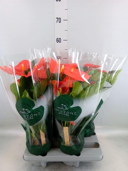 <h4>Anthurium andr. 'Florida'</h4>