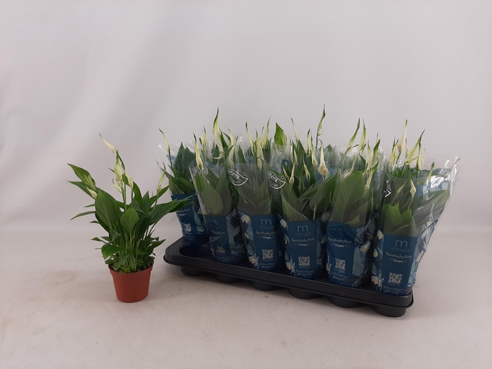 <h4>SPATH CHOPIN</h4>