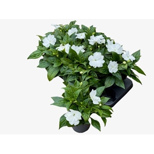 IMPAT CP WHITE