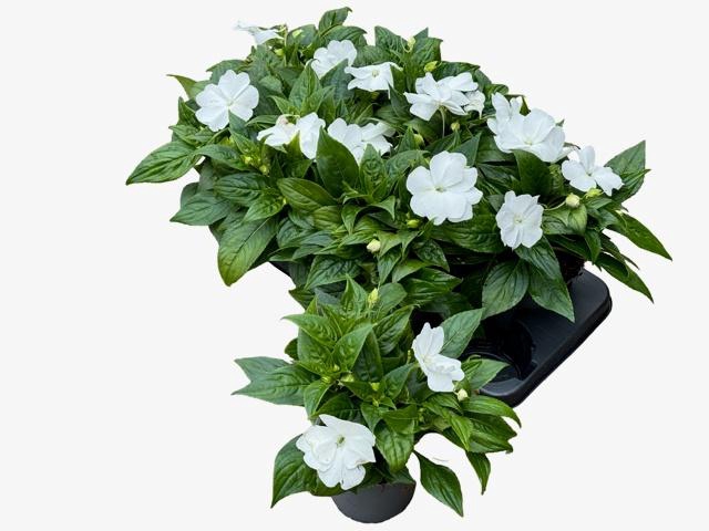 <h4>IMPAT CP WHITE</h4>