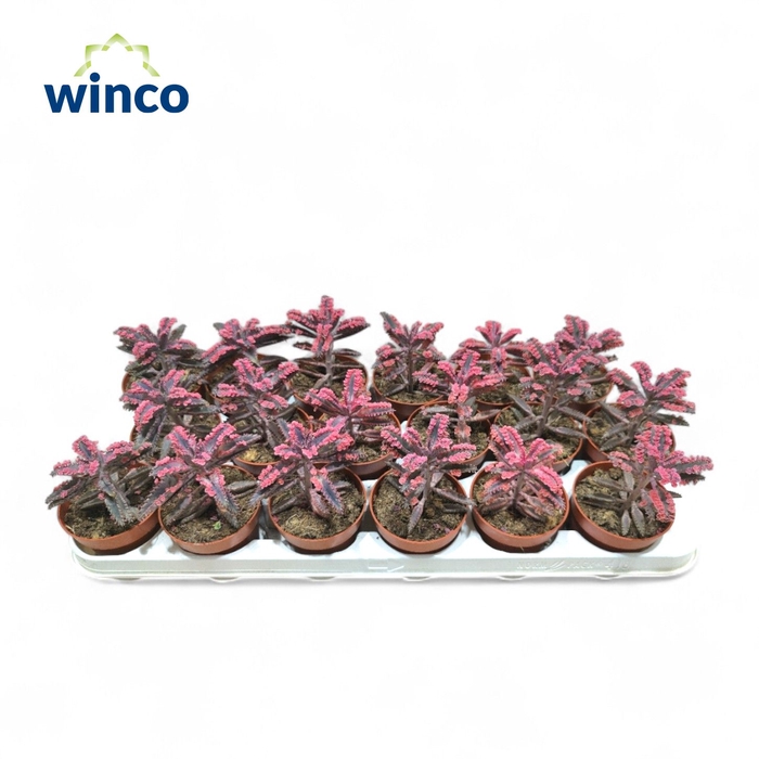 <h4>Kalanchoe Pink Butterfly (single)</h4>