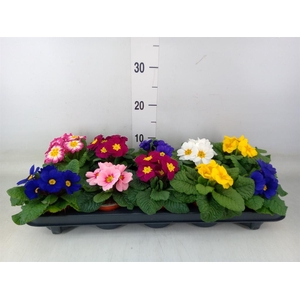 Primula ac. 'Paradiso Mid-E'  ..mix