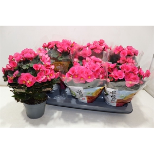 arr8 Beg Hl Adonia Pink