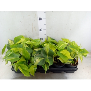 Philodendron scand. 'Brasil'
