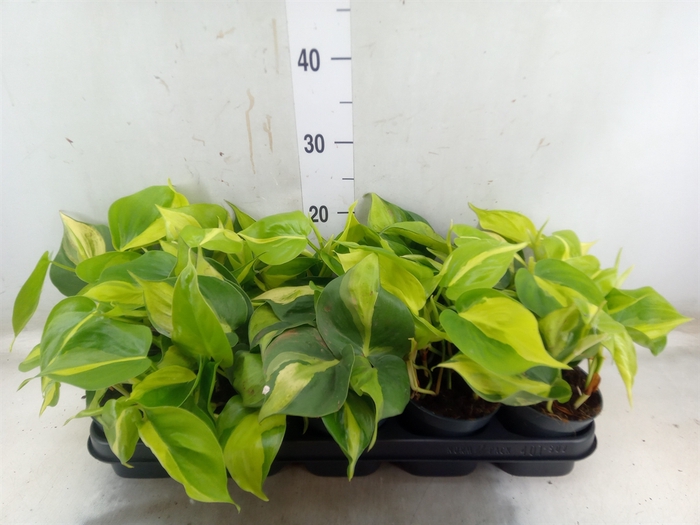 <h4>Philodendron scand. 'Brasil'</h4>