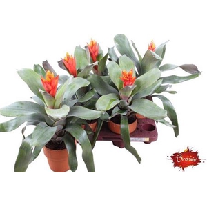 Aechmea Pepita Elegant Flames