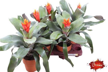 <h4>Aechmea Pepita Elegant Flames</h4>