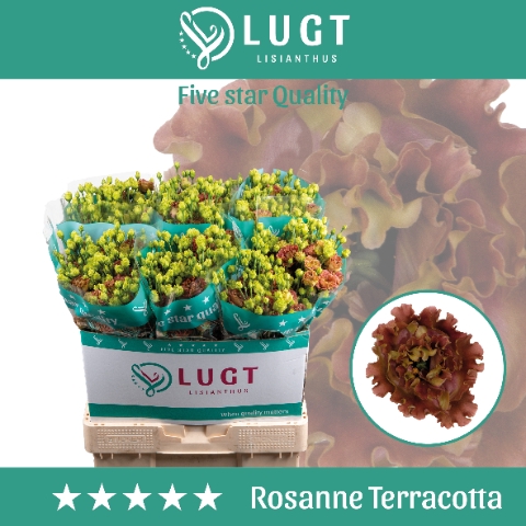 <h4>Lisianthus Rosanne Terracotta</h4>