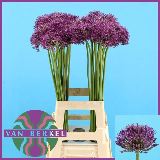 <h4>ALLIUM JACKPOT</h4>