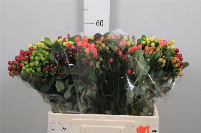 <h4>Hyp Mag Gem</h4>