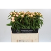 Paeonia Chiffon Parfait