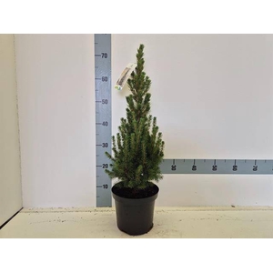 PICEA GL CONICA