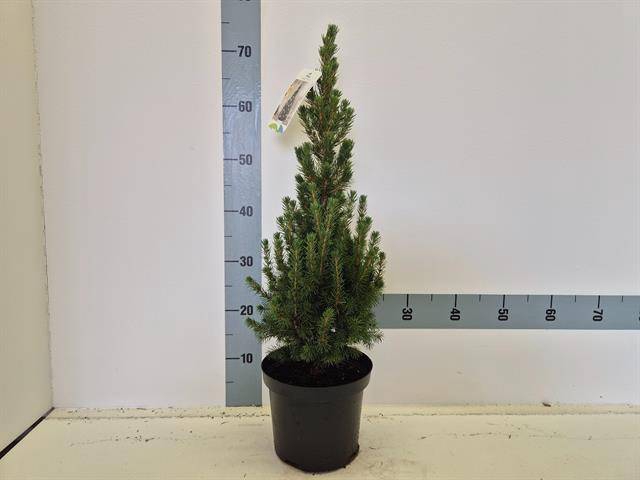 <h4>PICEA GL CONICA</h4>