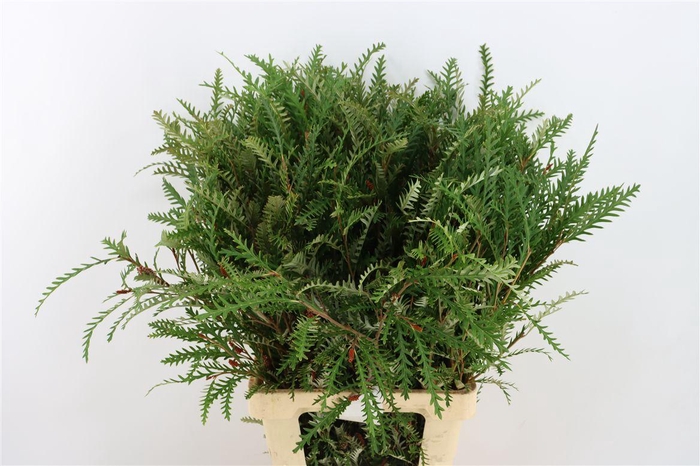 Grevillea Ivanhoe