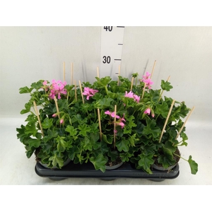 Pelargonium pelt. 'Balkon Lila'