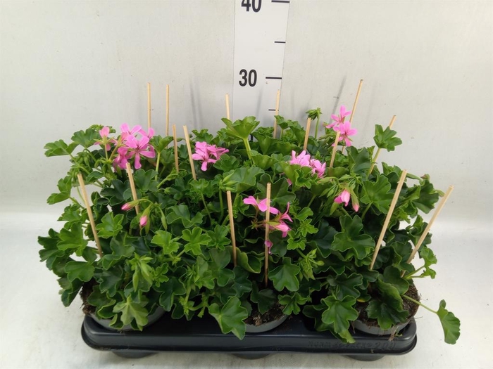 <h4>Pelargonium pelt. 'Balkon Lila'</h4>