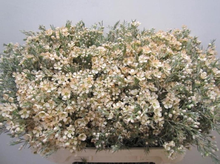 <h4>Chame Ofir Zalm</h4>