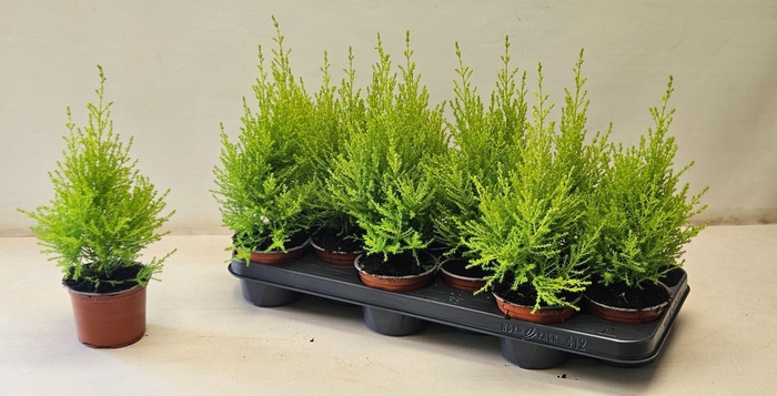 <h4>Cupressus macr. Goldcrest Wilma</h4>