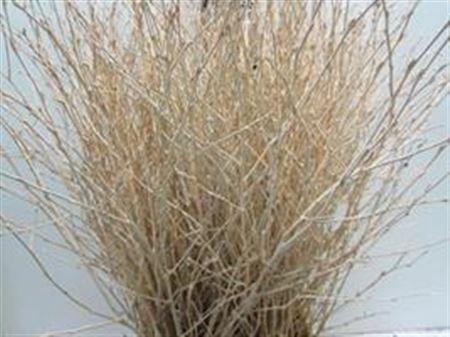 <h4>BERK ZALM L60</h4>