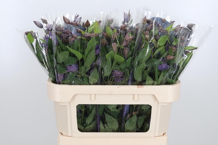 <h4>Clem Amazing Geneva</h4>