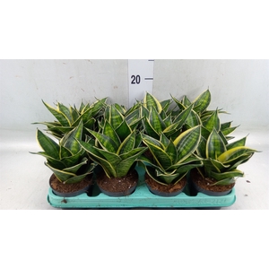 Sansevieria trifa. 'Hahnii'