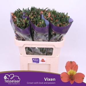ALSTR VIXEN