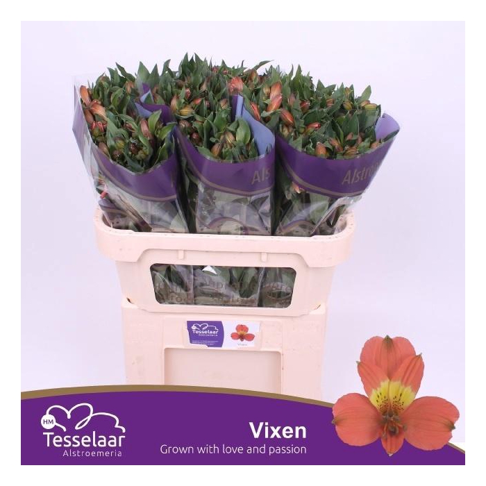 <h4>Alstr Vixen</h4>