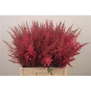 Astilbe Paul Gaarder Red