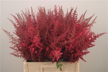 <h4>Astilbe Paul Gaarder Red</h4>