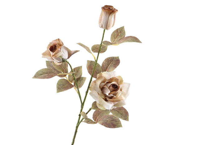 <h4>Rosa Spray Dried Brown</h4>