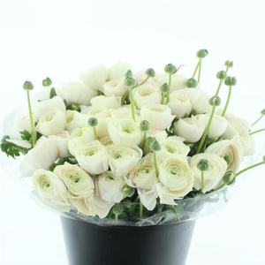 Ran Su Sr Hanoi Extra