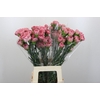 Dianthus St Lege Pink