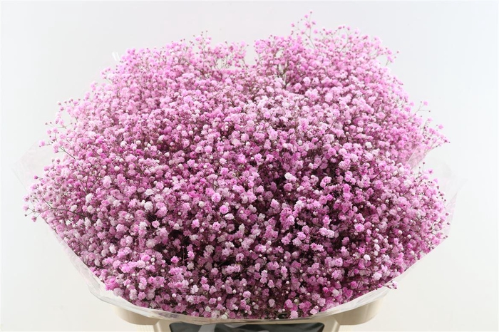 <h4>Gyps Pa. Pink Light</h4>