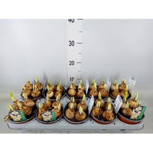 Narcissus LC 'Ice Follies'