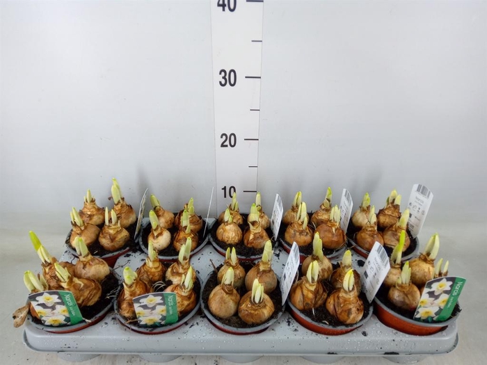 <h4>Narcissus LC 'Ice Follies'</h4>