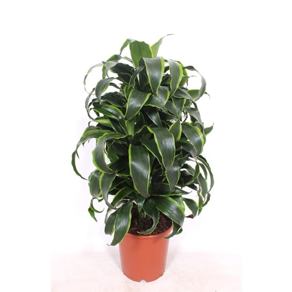 <h4>Dracaena Dorado</h4>