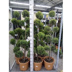 xCupressocyparis ley.   ...