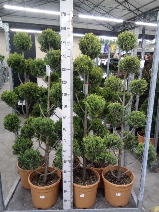 <h4>xCupressocyparis ley.   ...</h4>