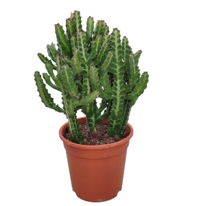 EUPHORBIA LACTEA - POT Ø 21 H 60 CM (SUCCULENTEN)