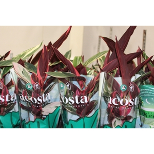 CALATHEA TRIALSTAR P12