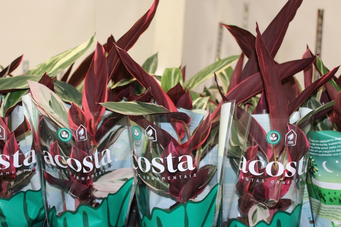 <h4>CALATHEA TRIALSTAR P12</h4>