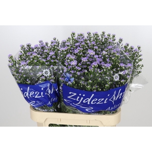 Aster Cassandra