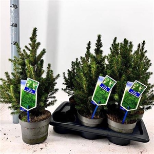 Picea Gl Conica