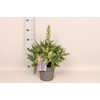 vaste planten 19 cm  Delphinium Delgenius ™ Breezin