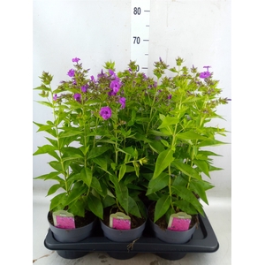 Phlox panic.   ...