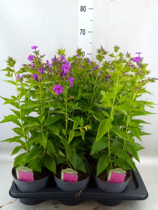 <h4>Phlox panic.   ...</h4>