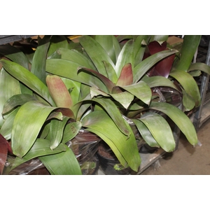 BROMELIA IMPERIAL P27 VERDE/VERMELHO