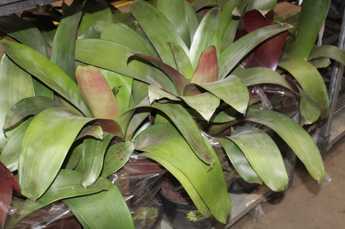 <h4>BROMELIA IMPERIAL P27 VERDE/VERMELHO</h4>