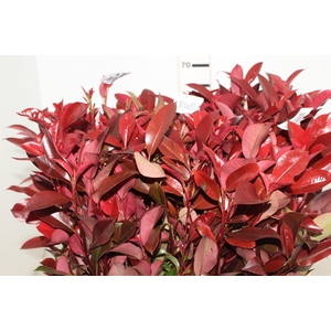 FOLHAGEM PHOTINIA VERMELHO 070 CM