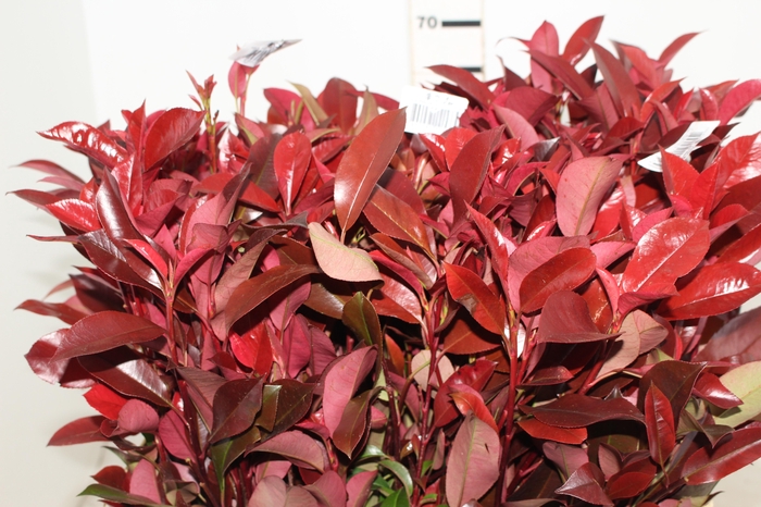 <h4>FOLHAGEM PHOTINIA VERMELHO 070 CM</h4>